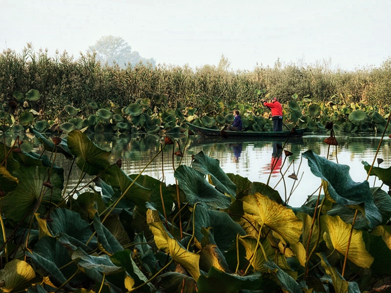 natura, acqua, fiume, Mincio